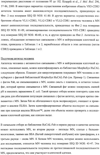 Антитела человека, обладающие активностью связывания c mn и нейтрализации клеточной адгезии (патент 2317998)