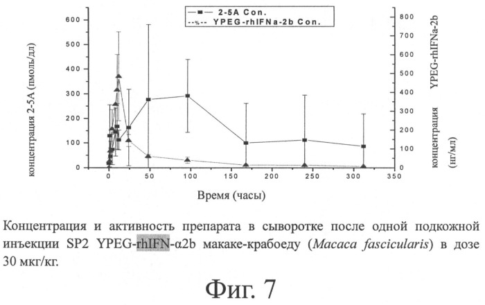 Интерферон альфа 2в, модифицированный полиэтиленгликолем, получение препарата и его применение (патент 2485134)