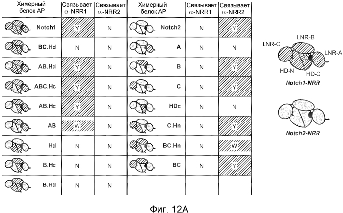 Антитела против notch2 и способы их применения (патент 2580029)