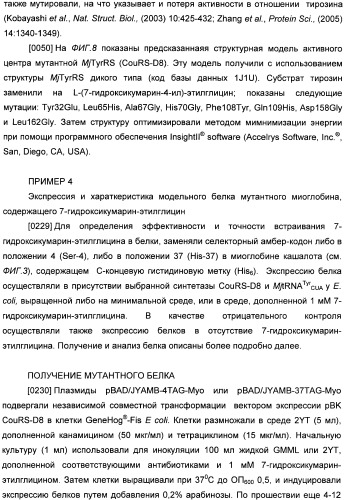 Генетически кодируемые флюоресцентные кумариновые аминокислоты (патент 2473690)