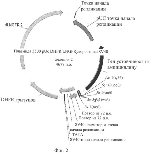 Промотор (патент 2491344)