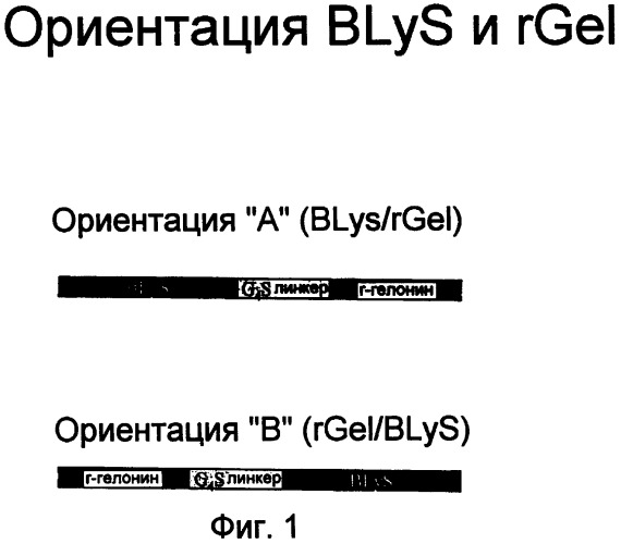 Полипептиды с направленным действием (патент 2393874)