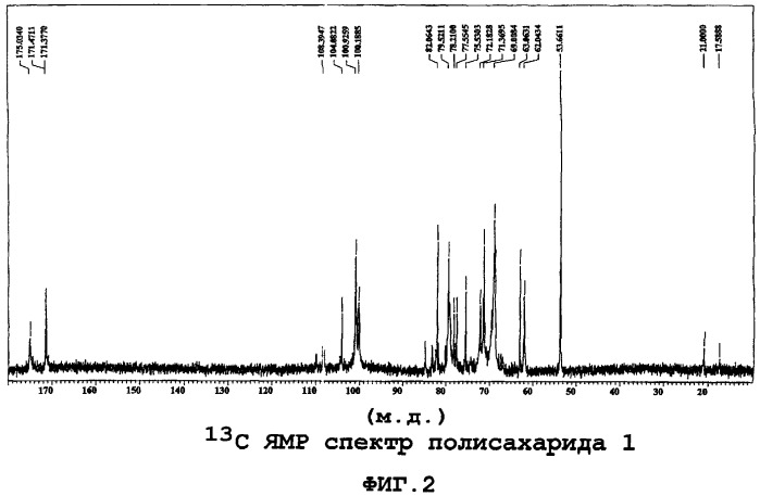 Полисахарид из корней echinacea angustifolia, способ его получения, фармацевтическая композиция (патент 2308460)