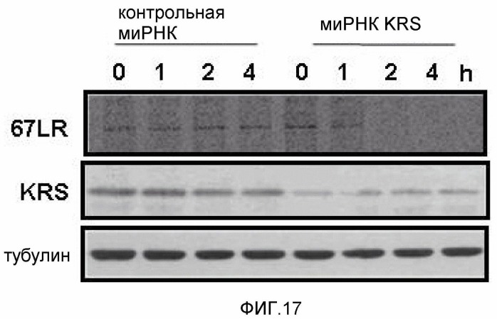 Способ ингибирования метастазирования злокачественной опухоли или миграции злокачественных клеток посредством снижения клеточного уровня лизил-трнк-синтетазы (варианты), композиция и применение вектора экспрессии или антитела против krs для ингибирования метастазирования злокачественной опухоли или миграции злокачественных клеток (патент 2465330)