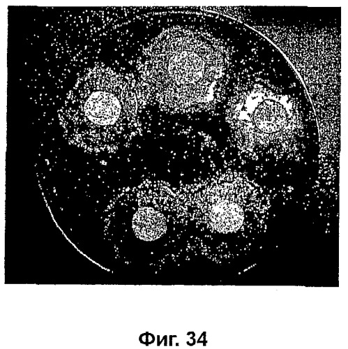 Композиции на основе arthrospira и их применение (патент 2412990)