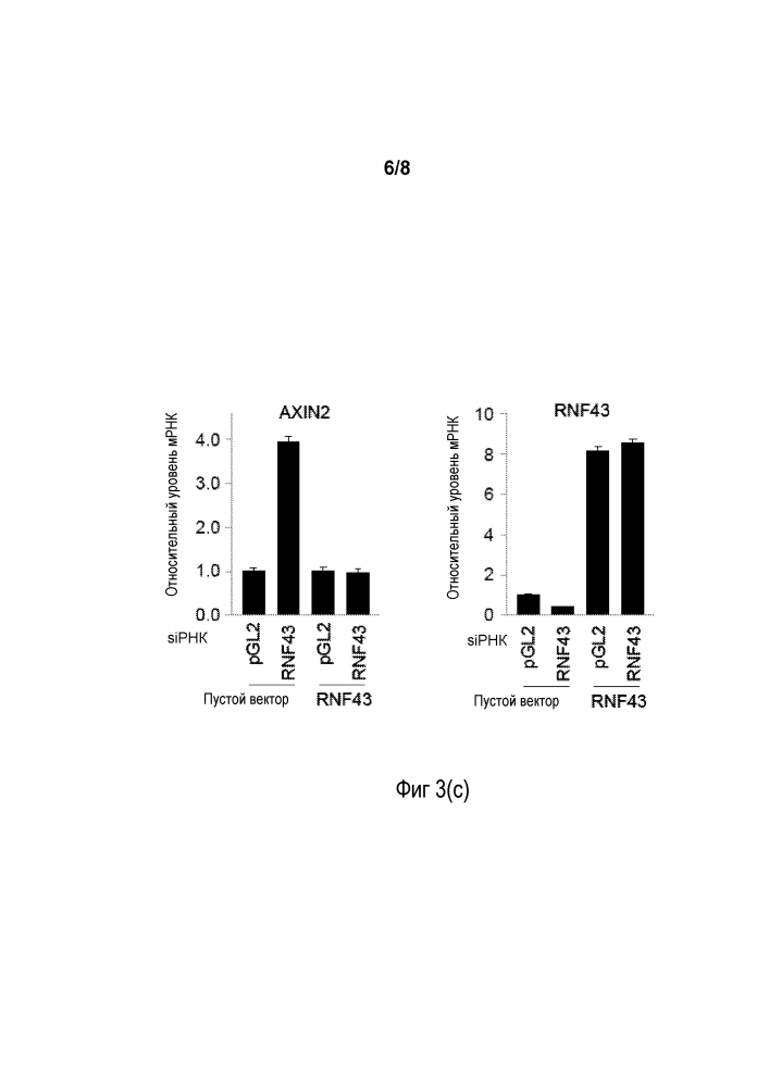 Отбор больных раком для введения ингибиторов сигнального пути wnt на основании статуса мутации rnf43 (патент 2636000)