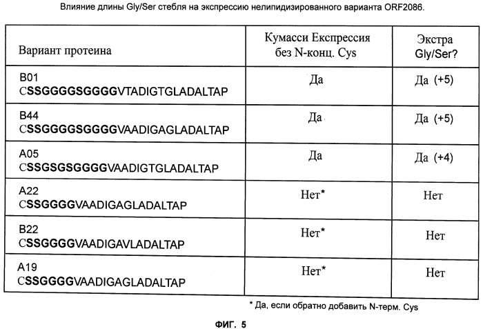 Нелипидизированные варианты антигенов neisseria meningitidis orf2086 (патент 2546873)