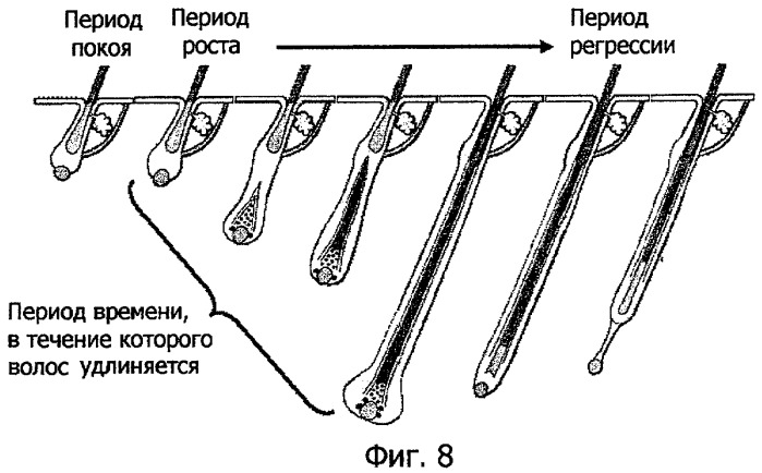 Способ модуляции роста волос и модулирующее устройство для его осуществления (патент 2435619)
