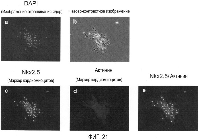 Способ селекции кардиомиоцитов (варианты) (патент 2426784)