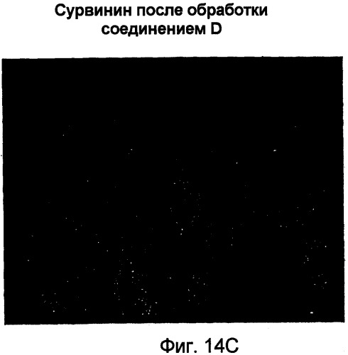 Миметики с обратной конфигурацией и способы их применения (патент 2342387)