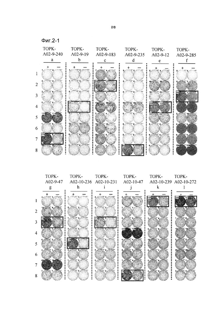 Пептиды торк и содержащие их вакцины (патент 2633503)
