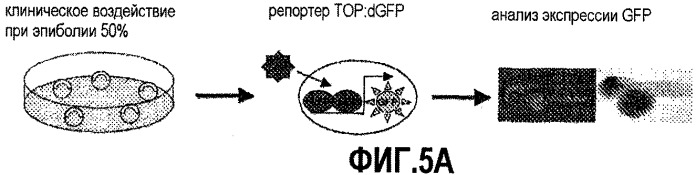 Способ стимуляции регенерации тканей (патент 2480213)