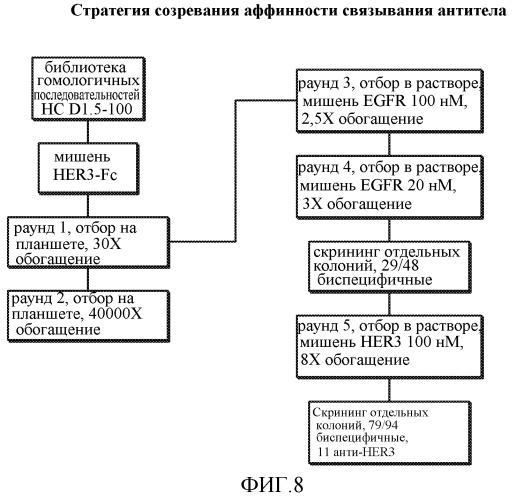 Антитела к her (патент 2504553)