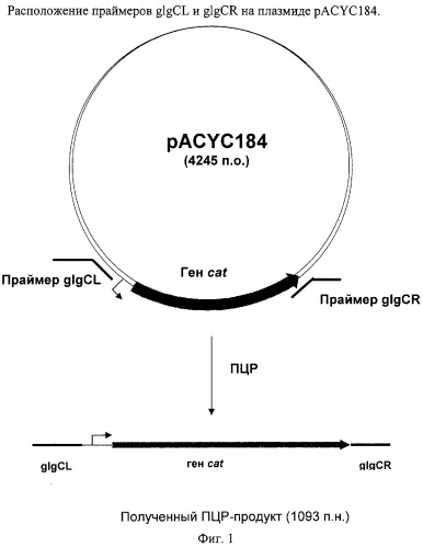 Способ получения l-аминокислот с использованием бактерии, принадлежащей к роду escherichia, в которой разрушен путь биосинтеза гликогена (патент 2315809)