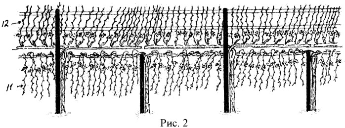 Способ формирования виноградных кустов (патент 2478279)