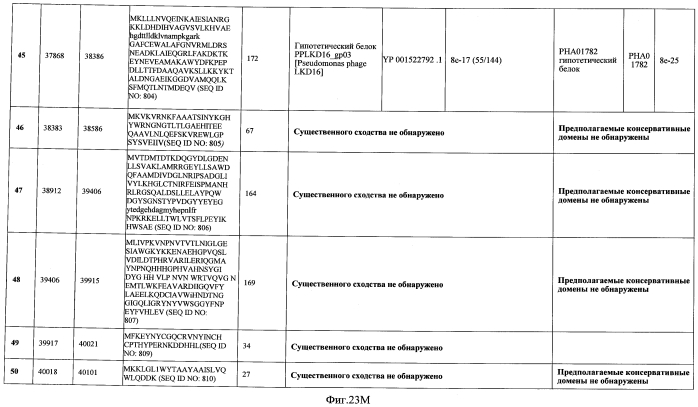 Бактериофаг, обладающий активностью против pseudomonas aeruginosa, белки бактериофага и способы их применения (патент 2580248)
