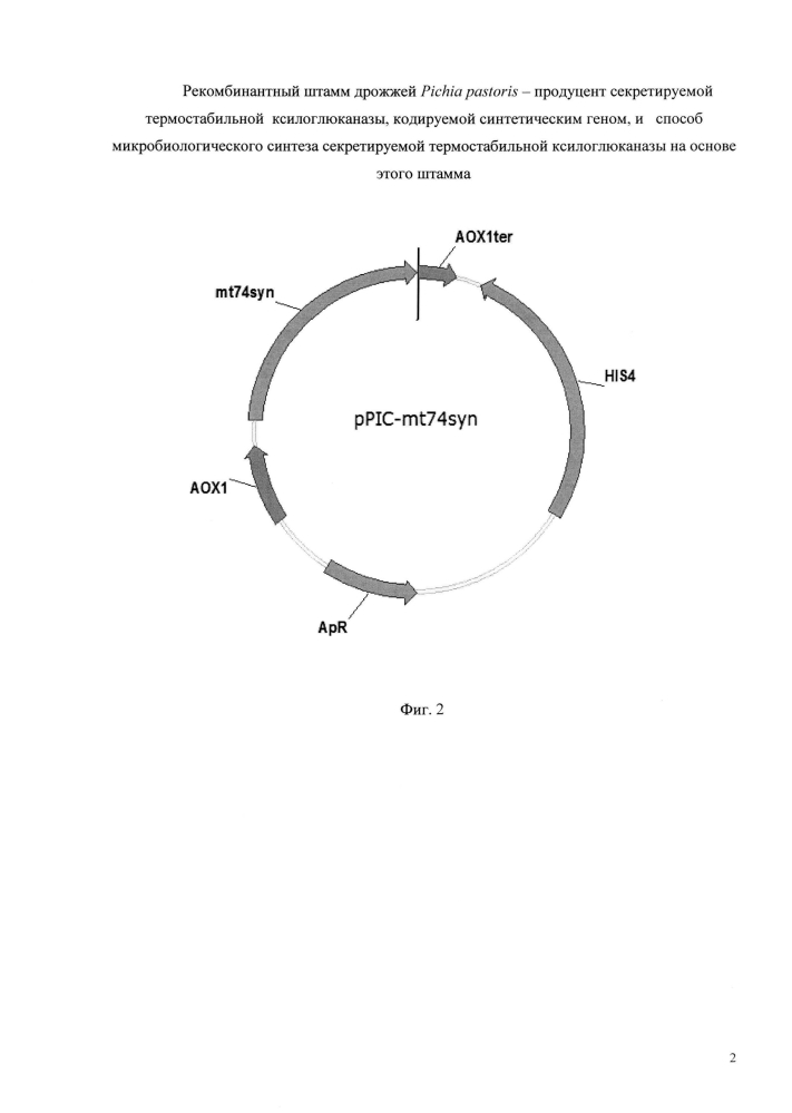 Рекомбинантный штамм дрожжей pichia pastoris - продуцент секретируемой термостабильной ксилоглюканазы, кодируемой синтетическим геном, и способ микробиологического синтеза секретируемой термостабильной ксилоглюканазы на основе этого штамма (патент 2605629)