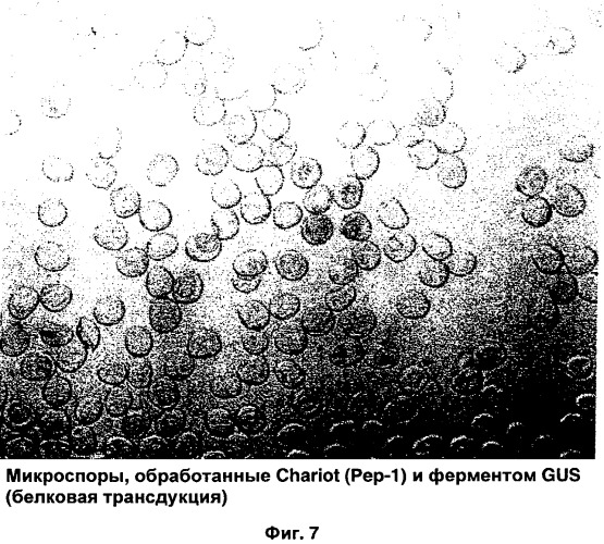 Способ трансфекции и трансдукции растительных клеток (патент 2485180)