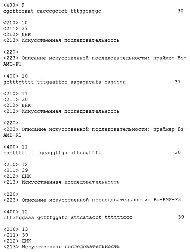 Бактерия рода bacillus, продуцирующая l-аминокислоту, и способ получения l-аминокислоты (патент 2299907)