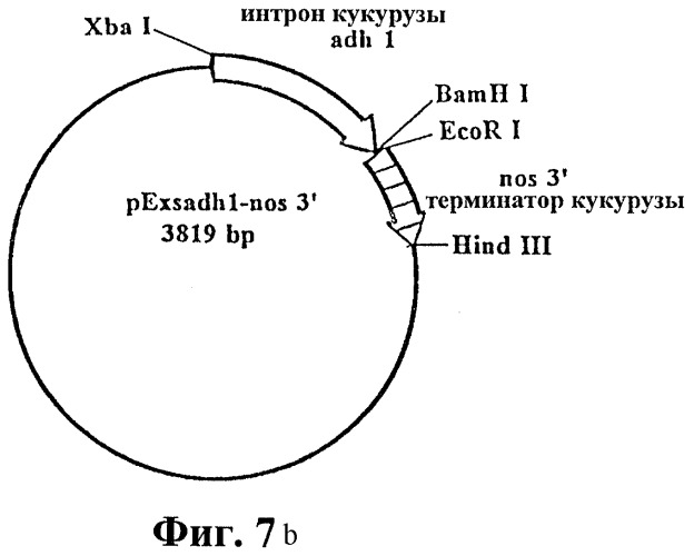 Инкапсулирование полипептидов в матрицу крахмала (патент 2268301)