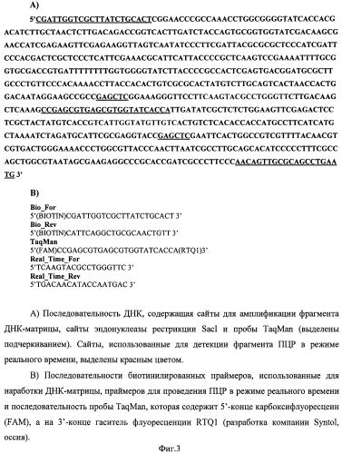 Способ определения ботулинического нейротоксина типа а на основе иммунодетекции, сопряженной с полимеразной цепной реакцией (патент 2549463)