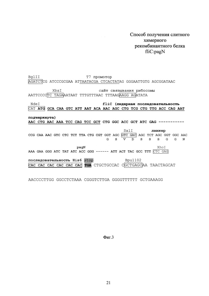 Способ получения химерного рекомбинантного белка flic:pagn (патент 2627602)