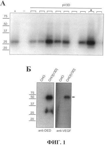 Линия клеток cho[v3d], секретирующих рекомбинантный фактор роста эндотелия сосудов (vegf) человека, изоформа а165, с экзогенным 3×ded-эпитопом (патент 2493251)