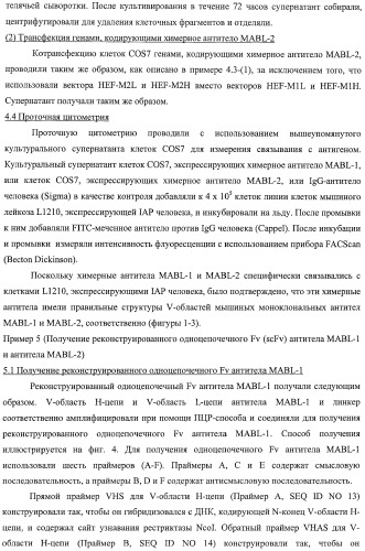 Агонистическое соединение, способное специфически узнавать и поперечно сшивать молекулу клеточной поверхности или внутриклеточную молекулу (патент 2430927)