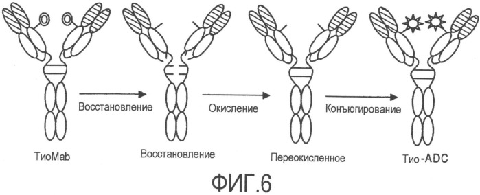 Антитела против tenb2, сконструированные с цистеином, и конъюгаты антитело - лекарственное средство (патент 2505544)