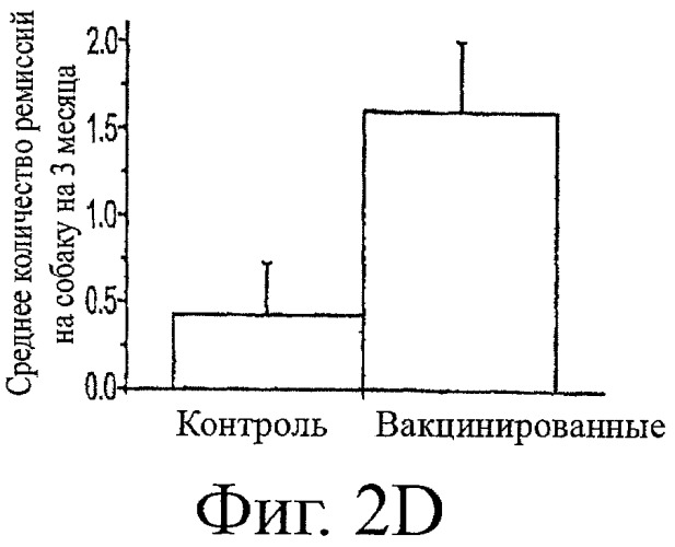 Комплементарный пептид к основному иммуногенному району рецептора ацетилхолина, терапевтическая композиция на его основе, способ изготовления пептида и его применение (патент 2422458)