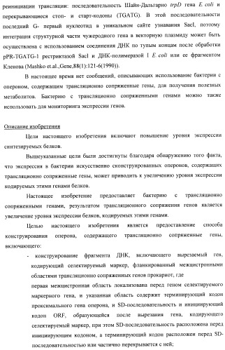 Способ конструирования оперонов, содержащих трансляционно сопряженные гены (патент 2411292)