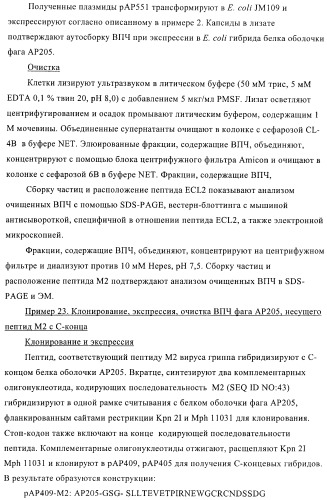 Вирусоподобные частицы, включающие гибридный белок белка оболочки бактериофага ар205 и антигенного полипептида (патент 2409667)