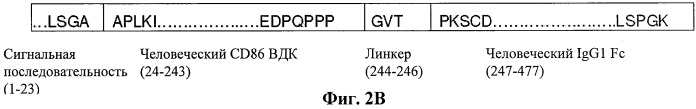 Иммуносупрессорные полипептиды и нуклеиновые кислоты (патент 2506275)