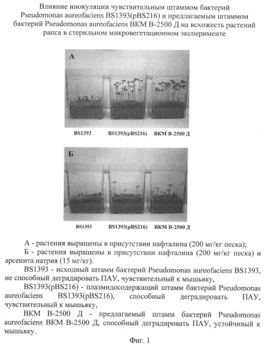 Штамм бактерий pseudomonas aureofaciens вкм в-2500 д для биодеградации полициклических ароматических углеводородов в условиях загрязнения почв арсенитом натрия (патент 2396338)