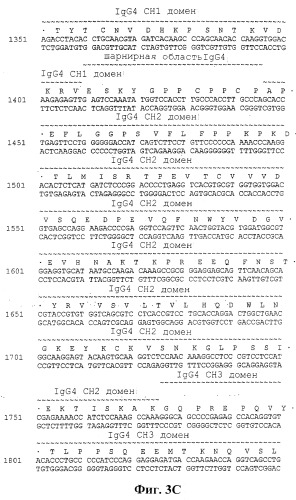 Человеческие антитела против человеческого 4-1вв (cd137) (патент 2376316)