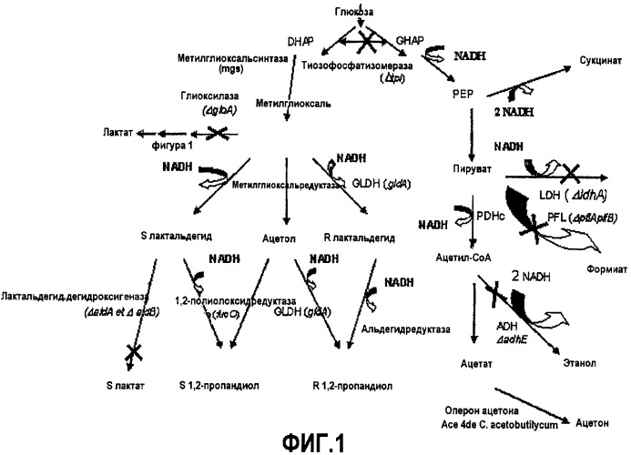 Бактерия escherichia coli для получения 1,2-пропандиола, способ ее получения, способ получения 1,2-пропандиола (патент 2407793)