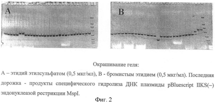 Этидий этилсульфат - флуоресцентный краситель для обнаружения нуклеиновых кислот (патент 2415842)