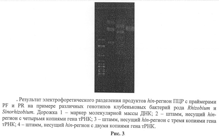 Способ идентификации и дифференциации прокариотических организмов (патент 2486251)