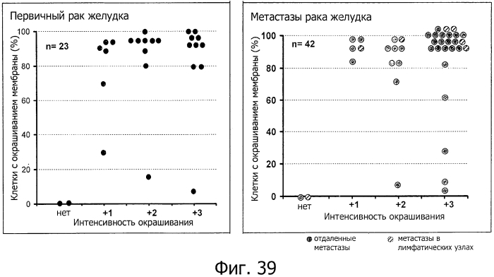 Моноклональные антитела против клаудина-18 для лечения рака (патент 2571923)