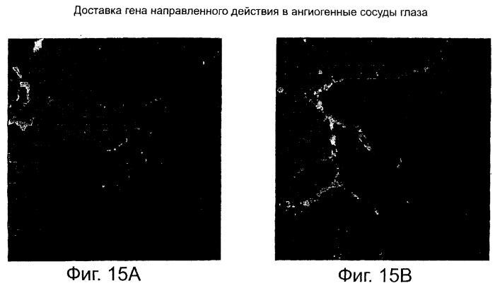 Система доставки нуклеиновых кислот (патент 2294192)