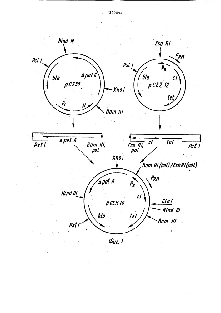 Рекомбинантная плазмидная днк рсек 10,кодирующая синтез фрагмента кленова днк-полимеразы 1 е.coli,и способ ее конструирования (патент 1392094)