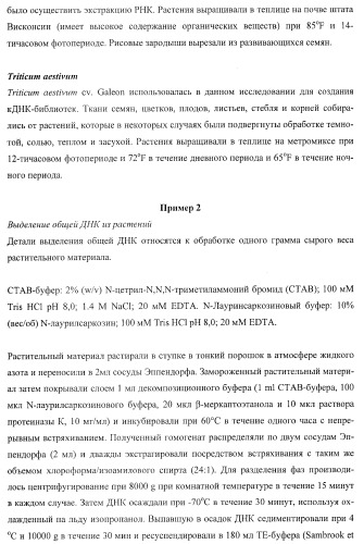 Молекулы нуклеиновых кислот, кодирующие wrinkled1-подобные полипептиды, и способы их применения в растениях (патент 2385347)