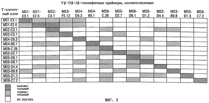 V-d-j олигонуклеотид т-клеточного рецептора, пара праймеров, олигонуклеотидный зонд, способ обнаружения клона mbp83-99v13.1 т-клеток, экспрессирующих мотив lgraglty т-клеточного рецептора, набор, способ лечения аутоиммунного заболевания и способ его мониторинга (патент 2251552)