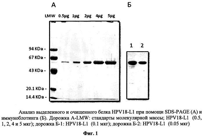 Рекомбинантный штамм дрожжей hansenula polymorpha - продуцент главного капсидного белка l1 вируса папилломы человека типа 18 (патент 2546242)