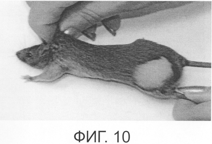 Фармацевтическая композиция для фотодинамической терапии и способ лечения онкологического заболевания с ее использованием (патент 2323722)