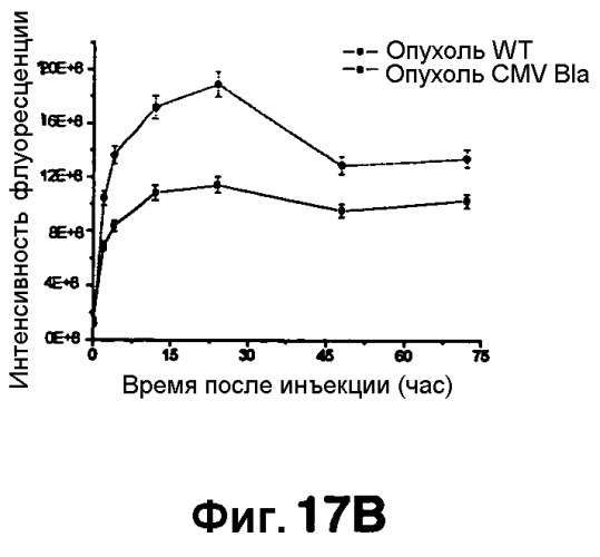 Применение бактериальной бета-лактамазы для диагностики in vitro и визуализации, диагностики и лечения in vivo (патент 2520661)