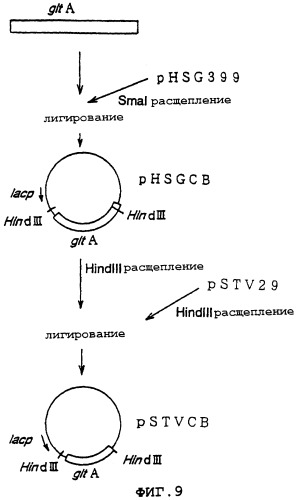Способ получения l-глутаминовой кислоты (патент 2288271)