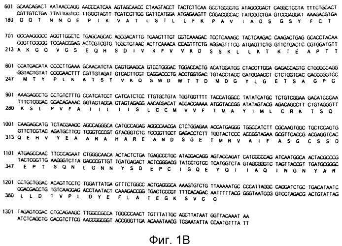 Варианты crig с созревшей аффинностью (патент 2553517)
