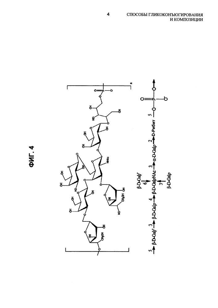 Способы гликоконъюгирования и композиции (патент 2645071)