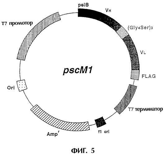 Днк, кодирующая модифицированное антитело или соединение с активностью агониста тро, способ их получения и животная клетка или микроорганизм, их продуцирующие (патент 2422528)